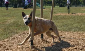 BarkPark™ Weave Posts