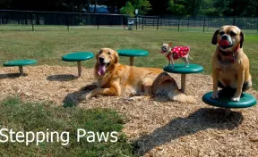 BarkPark™ Stepping Paws