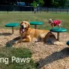 BarkPark™ Stepping Paws thumbnail 1