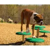 BarkPark™ Stepping Paws thumbnail 8