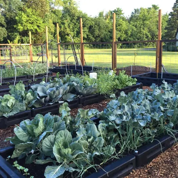 Border Timber Raised Garden Beds with Weed Mat