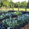 Border Timber Raised Garden Beds with Weed Mat thumbnail 2