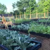 Border Timber Raised Garden Beds with Weed Mat thumbnail 4