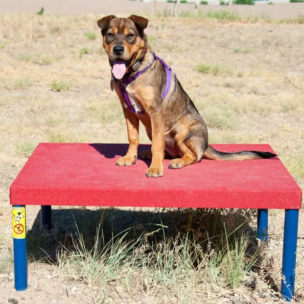 Complete Dog Park Agility System