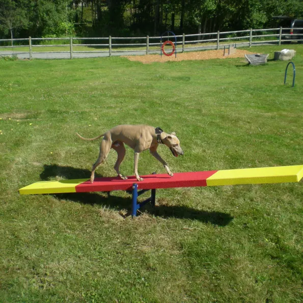 Complete Dog Park Agility System