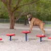 Complete Dog Park Agility System thumbnail 5