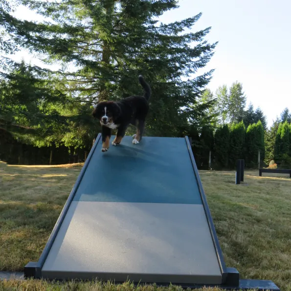 Complete Dog Park Agility System