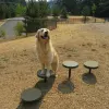 Complete Dog Park Agility System thumbnail 20