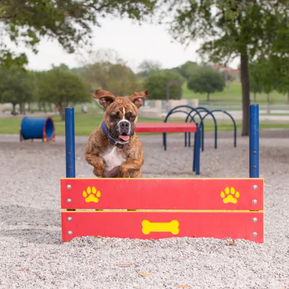 Complete Dog Park Agility System
