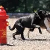 Silver Dog Park Agility Package thumbnail 6