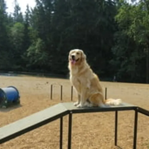 Silver Dog Park Agility Package