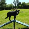 Canine Courtyard™ Dog Park Essentials Kit thumbnail 3