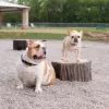 NatureDog™ Dog Park System thumbnail 6