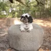 NatureDog™ Dog Park System thumbnail 8