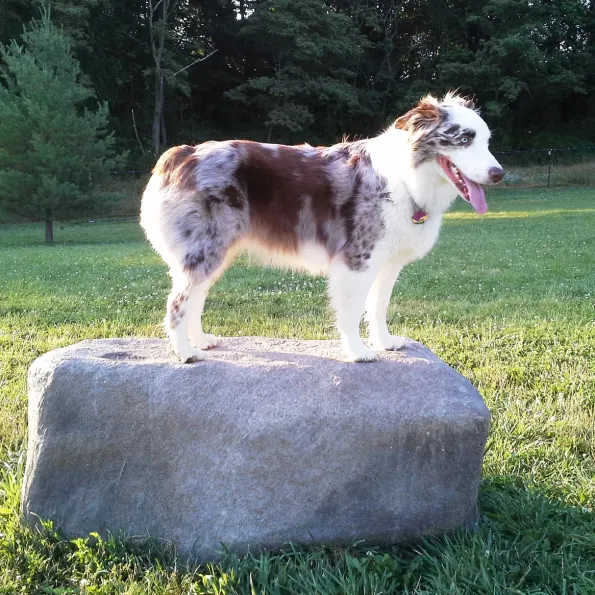NatureDog™ Dog Park System