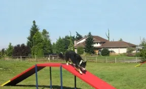 Dog Walk Ramp