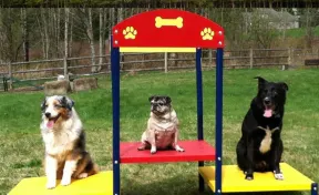 Dog Park Step Up Table