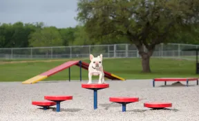 Dog Park Agility Walk Set of 5