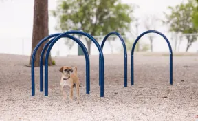 Hound Hoops Set of 5