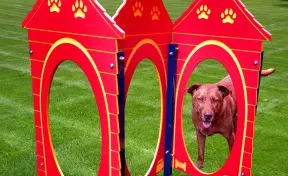 Dog House Run Set of 3