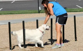 Dog Park Flexible Weave Poles Set of 6