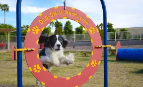 Dog Park Adjustable Tire Jump