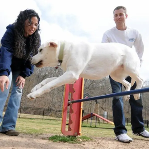 Dog Park Adjustable Jump Bar