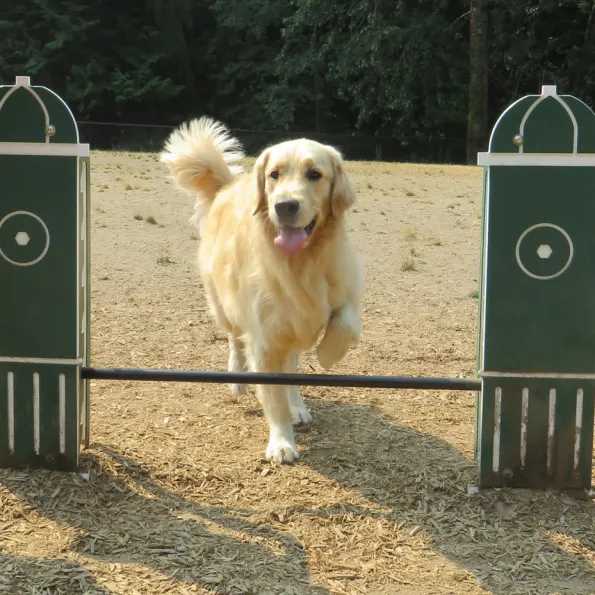 Dog Park Adjustable Jump Bar