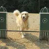Dog Park Adjustable Jump Bar thumbnail 5