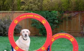 Double Hoop Dog Park Jump