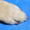 Bow Wow Barrel with Doghouse thumbnail 3