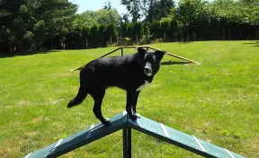 Corgi Climb