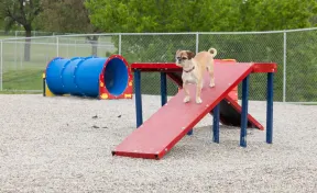 Dachshund Double Dog Park Ramp