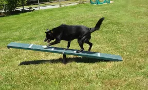 Scottie Seesaw