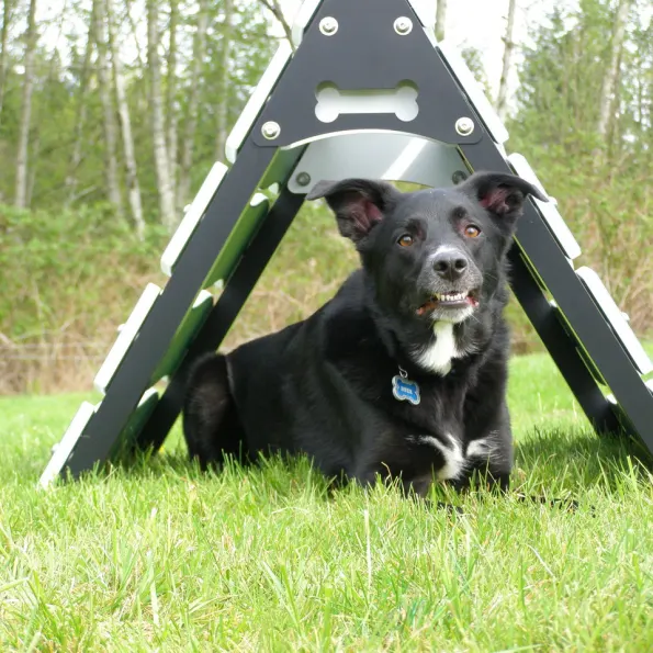 Collie Crawl