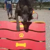 Collie Crawl thumbnail 4