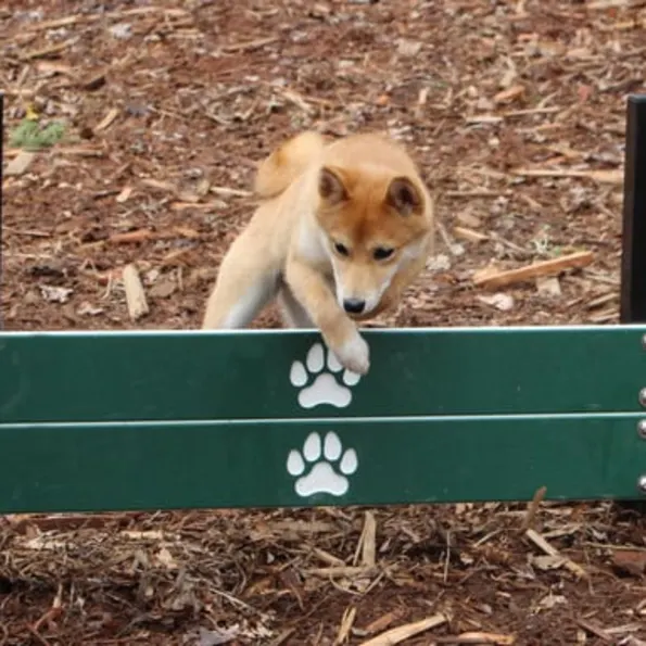 Dog Park Pointer Plank Jumps