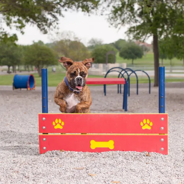 Dog Park Pointer Plank Jumps