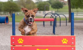 Dog Park Pointer Plank Jumps