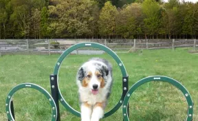 Husky Triple Hoop