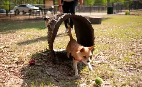Terrier Tunnel