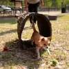 Terrier Tunnel thumbnail 1