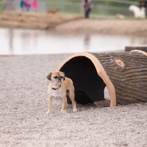 Terrier Tunnel