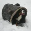 Dog Through the Log Dog Park Tunnel thumbnail 1