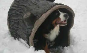 Dog Through the Log Dog Park Tunnel