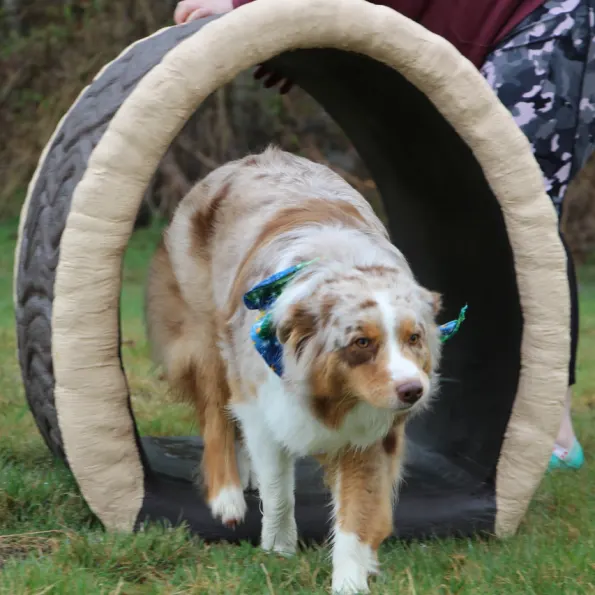 Dog Through the Log Dog Park Tunnel