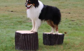 Stump Jump