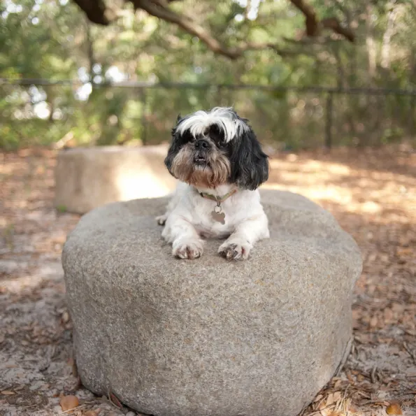 Dog Park Climbing Boulders
