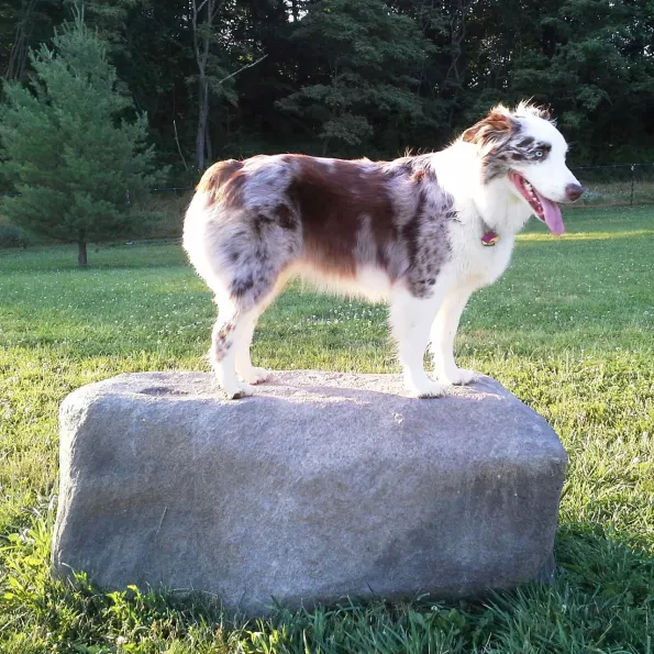 Dog Park Climbing Boulders