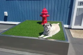 For the Fur Babies